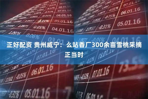 正好配资 贵州威宁：么站香厂300余亩雪桃采摘正当时